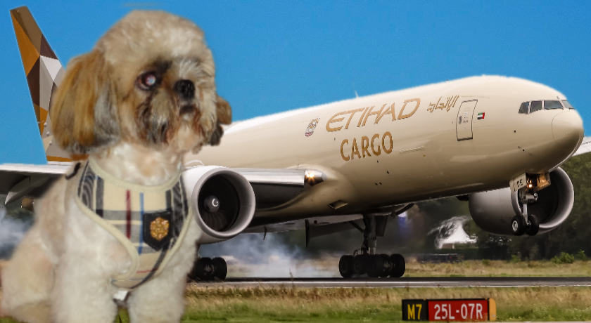 Pies w samolocie