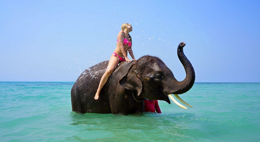 słonie, safari, turyści